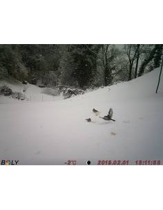 Fototrappola  Boly 18MP Economical Camera - BG310 2