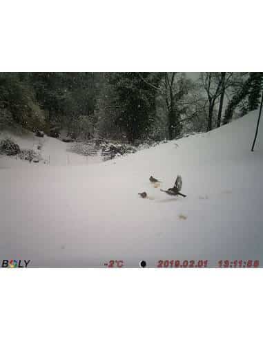 Fototrappola  Boly 18MP Economical Camera - BG310