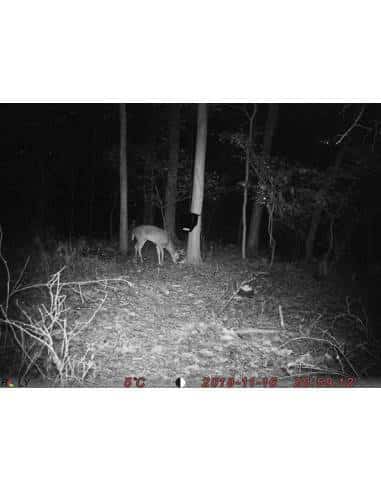 Fototrappola  Boly 18MP Economical Camera - BG310