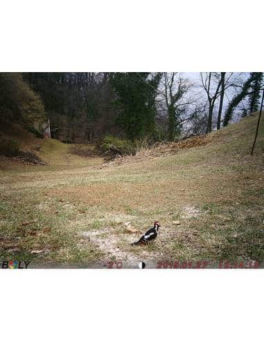 Fototrappola  Boly 18MP Economical Camera - BG310