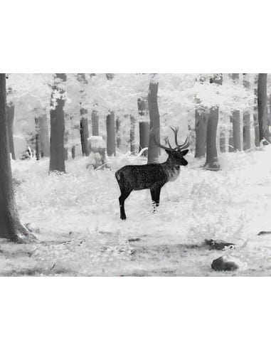 Leica Calonox 2 Sight 50511 monocolo termici termico