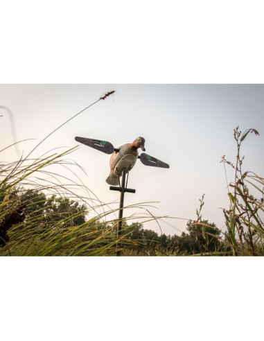 LUCKY HD – FEMMINA