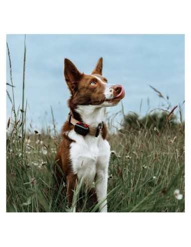 DG6185 DOG TRACE DOG TRACE GPS MINI DOG GPS mini è l’innovativo tracker satellitare economico