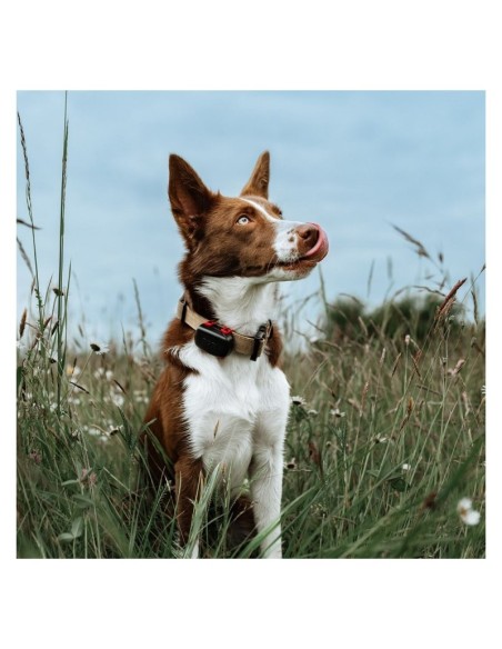 DG6185 DOG TRACE DOG TRACE GPS MINI DOG GPS mini è l’innovativo tracker satellitare economico