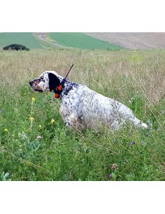 Dogtrace Collare Aggiuntivo DOG GPS X20+ 2