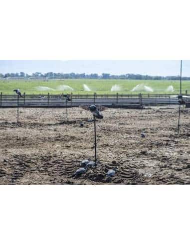 Lucky Duck Pigeon HD Spinner