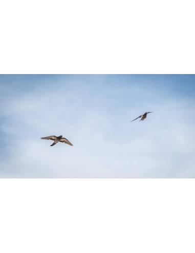 Lucky Duck Pigeon HD Spinner