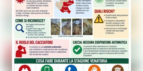 MIXOMATOSI DELLA LEPRE. OCCHI APERTI!